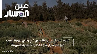 Decline in Watermelon and Squash Production in Wadi Al-Hira Due to Water Scarcity and Rising Cost...