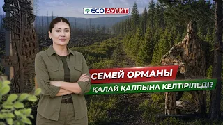 Семей орманы қалай қалпына келтіріледі? | ECO Аудит