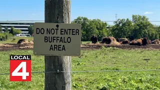 What a herd of bison is doing near Ann Arbor