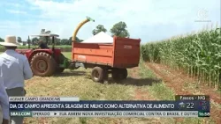 Silagem de milho é alternativa para alimentação do gado leiteiro na estiagem