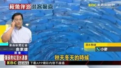 小琉球海域驚見「梭魚風暴」 圍繞潛客超壯觀@newsebc
