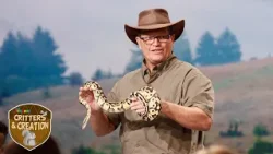 3 - “Sunbathing Snakes” - 3ABN Kids Camp Critters & Creation