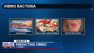 Vibrio vulnificus reported in Duval as researchers work to develop AI warning system