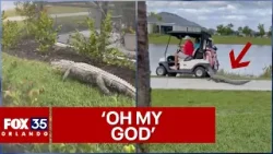 Florida alligator chases couple on golf cart in scary video