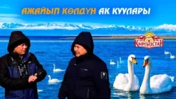Ажайып көлдүн ак куулары // Керемет өлкөм