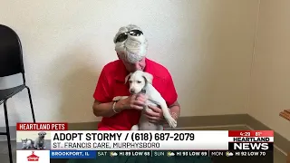 Heartland Pets: Meet Stormy