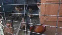 Farmers work to protect flocks from bird flu across North Carolina