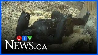 Stabbing in Taradale | CTV News Calgary Noon Update for Sept. 24, 2026
