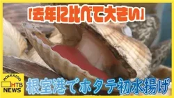 漁師「去年に比べて貝が大きい」春のホタテ漁始まる 根室港で初水揚げ 漁師「去年に比べて貝が大きい」春のホタテ漁始まる 根室港で初水揚げ