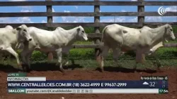 Leilão Virtual Qualidade Total oferta 2 mil animais para cria, recria e engorda