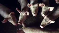 Plodovi zemlje, 1. ožujka 2026. Plodovi zemlje, 1. ožujka 2026.