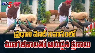 Interesting Scene at Modi's Residence.. PM Modi Feeding Cows and Peacocks at His Residence || TV5