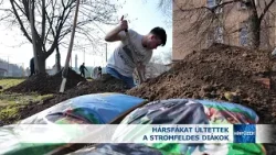 Hársfákat ültettek a stromfeldes diákok