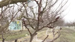 Növények a hidegben