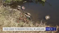 Cold snap blamed for massive fish kill at Circle B Bar Reserve in Lakeland
