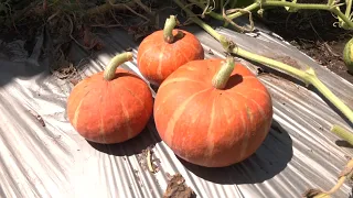 Agro Facts - Pumpkin Farming