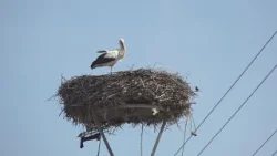 Bocian je späť v Čáčove Bocian je späť v Čáčove