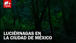 Fireflies Still Light Up the Nights in Magdalena Contreras, CDMX