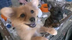 Resumo Comissões - Com. Defesa Direitos Animais - Vistoria Feira Duque de Caxias