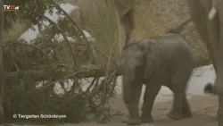 Eine 18 Meter Überraschung für Schönbrunns Elefanten