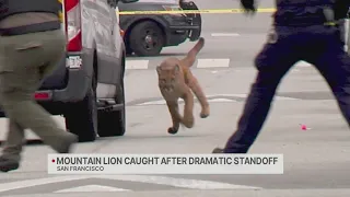 Mountain lion caught after dramatic standoff in San Francisco
