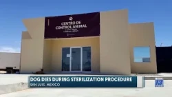 Dog dies after undergoing sterilization at animal control center in San Luis, Mexico
