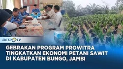 Ratusan Hektare Lahan Kosong di Bungo Jambi Bakal dapat Bantuan Bibit Kelapa Sawit