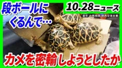 57-Year-Old Man and Others Arrested for Smuggling Protected Turtles and Crayfish in Suitcases / [...