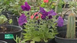 Importanța plantelor de apartament 02 03 2026