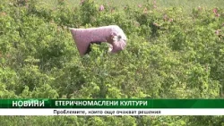 ЕТЕРИЧНОМАСЛЕНИ КУЛТУРИ: Проблемите, които още очакват решения ЕТЕРИЧНОМАСЛЕНИ КУЛТУРИ: Проблемите, които още очакват решения