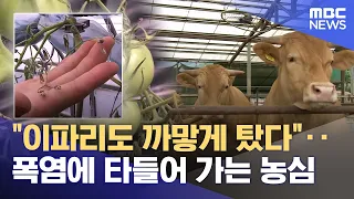 "Leaves scorched black"... Farmers' hearts burning in the heatwave (07/13/2026/Newsdesk/Chuncheon...
