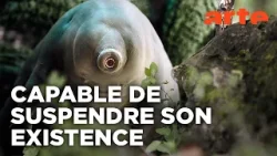 Tardigrade, l'animal indestructible | Documentaire | ARTE
