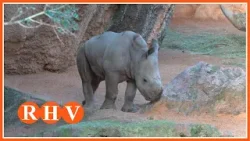 Kairu, el primer rinoceront nascut en BIOPARC València