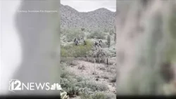 Cactus falls on woman while hiking in Scottsdale