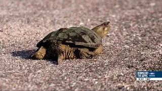 Animal crossings and efforts to report, reduce collisions between cars, animals