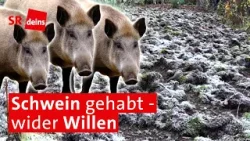 Auch in Saarbrücken verursachen Wildschweine Schäden: Was tun gegen die Plage im Saarland?