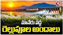 Karimnagar’s Manair River Adorned with Beautiful Kans Grass | V6 News