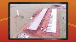 Conheça a história de José Pereira, suinocultor a mais de 30 anos