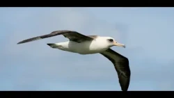 The Albatross | Ebyewunyisa
