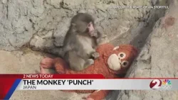 Punch the Monkey finds community in Japan