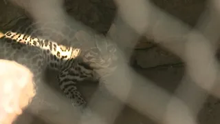 Meet the Saint Louis Zoo's first ocelot in 57 years