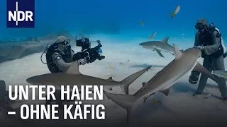 Unterwasserkamerafrau Christina taucht mitten unter Haien | NDR Doku