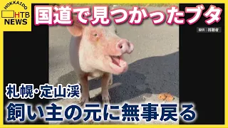 札幌・定山渓の国道で見つかったブタ　飼い主の元に無事戻る