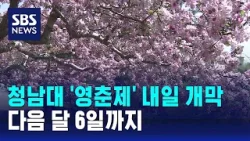 청남대 '영춘제' 내일 개막…다음 달 6일까지 / SBS