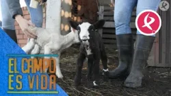 La penitencia de Isabel y Lidia | El campo es vida