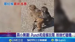 日小猴Punch戀愛了? 和母猴"Momo醬"好親密  兩小無猜! Punch和母猴玩鬧 粉絲忙嗑糖│記者 柯雅涵│國際關鍵字20260317│三立iNEWS