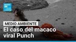 Punch: las razones por las que el macaco enternece al mundo con su peluche • FRANCE 24 Español