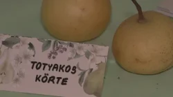 Őshonos gyümölcsök Gyenesdiáson