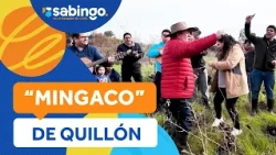 The story behind the "Mingaco" of Quillón - Sabingo | The life of the party