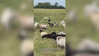 Lightning strike kills several animals at Rabbit Ridge Farms 